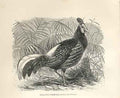 Original Old Antique Print Yeillot'S Fireback 1862 Wood'S Natural History Birds