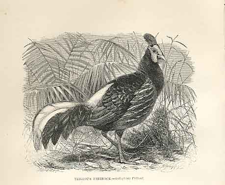 Original Old Antique Print Yeillot'S Fireback 1862 Wood'S Natural History Birds