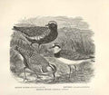 Original Old Antique Print Gen Plover Dotterel Kentish Plover Bird 1862 19th