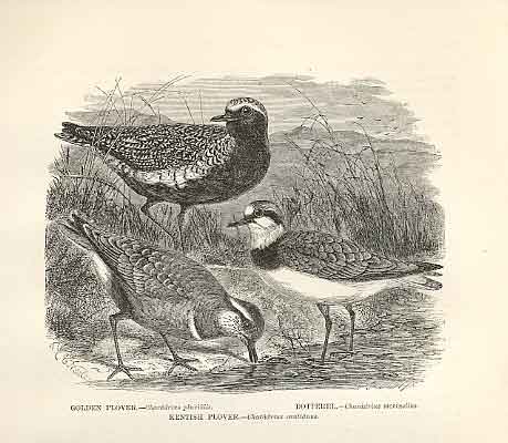 Original Old Antique Print Gen Plover Dotterel Kentish Plover Bird 1862 19th