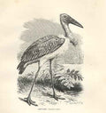 Original Old Antique Print Adjutant 1862 Wood'S Natural History Bird Engraving