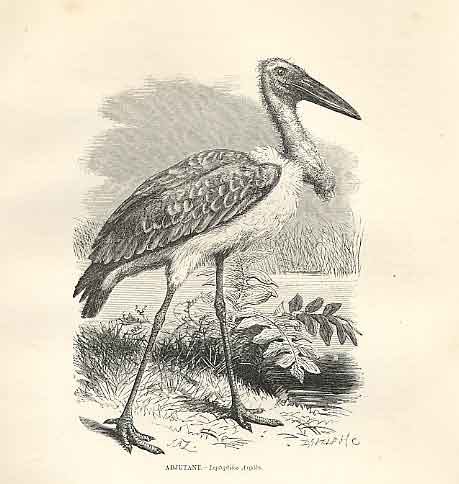 Original Old Antique Print Adjutant 1862 Wood'S Natural History Bird Engraving