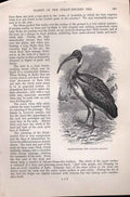 Original Old Antique Print Straw Necked Ibis 1862 Wood'S Natural History Birds