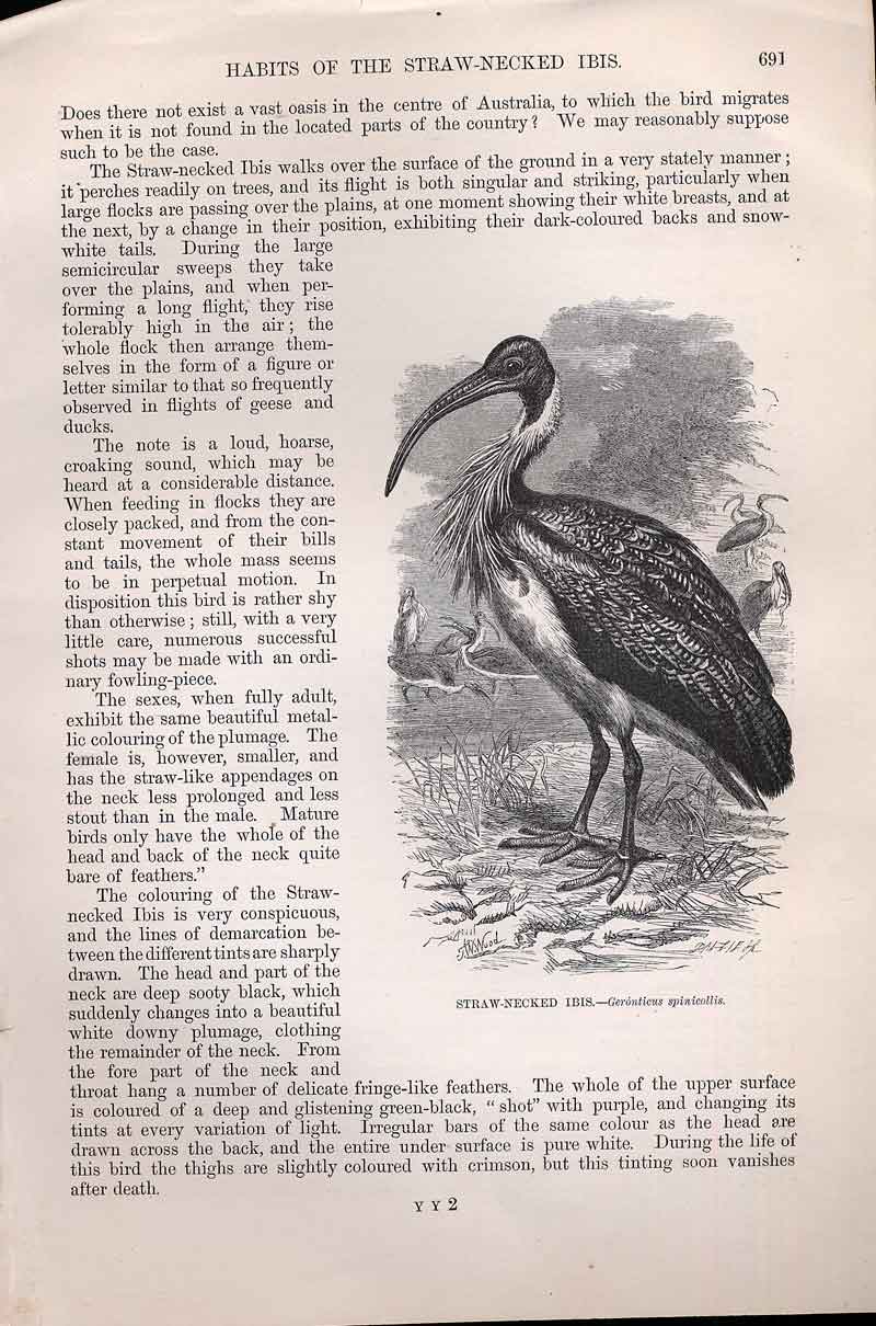 Original Old Antique Print Straw Necked Ibis 1862 Wood'S Natural History Birds
