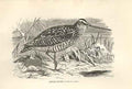 Original Old Antique Print Great Snipe 1862 Wood'S Natural History Birds 19th