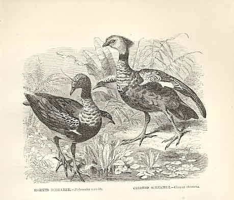 Old Antique Print Horned Screamer Crested Screamer 1862 Engraving Birds 19th