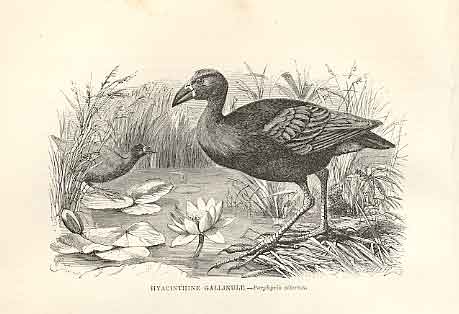 Old Antique Print Hyacinthine Gallinule 1862 Wood'S Natural History Birds 19th