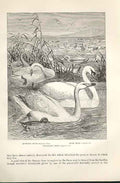Original Old Antique Print Whistling Swan 1862 Wood'S Natural History Birds
