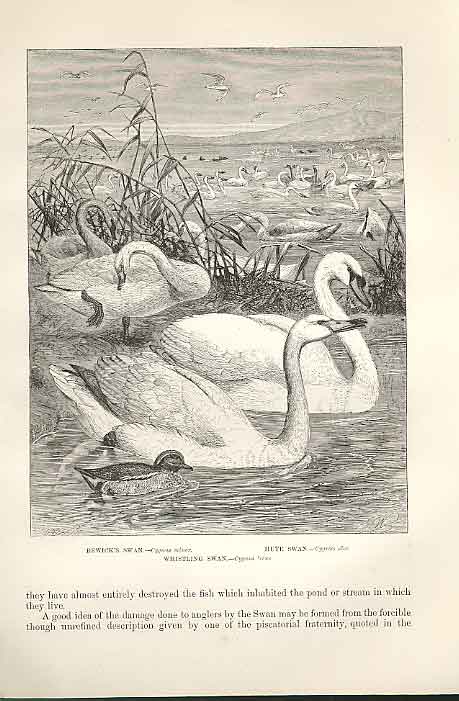 Original Old Antique Print Whistling Swan 1862 Wood'S Natural History Birds