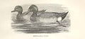 Original Old Antique Print Wigeon 1862 Wood'S Natural History Birds Duck 19th