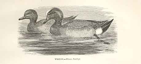 Original Old Antique Print Wigeon 1862 Wood'S Natural History Birds Duck 19th
