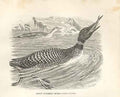 Old Antique Print Great Northern Diver 1862 Wood'S Natural History Birds 19th
