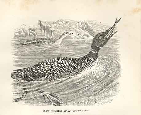 Old Antique Print Great Northern Diver 1862 Wood'S Natural History Birds 19th