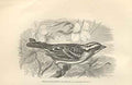 Original Old Antique Print White Throated Sparrow 1862 Bird Engraving Victorian