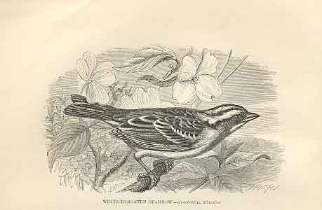 Original Old Antique Print White Throated Sparrow 1862 Bird Engraving Victorian
