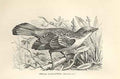Old Antique Print Chilian Plant Cutter 1862 Wood'S Natural History Birds 19th
