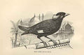 Original Old Antique Print Mino Bird 1862 Wood'S Natural History Birds 19th