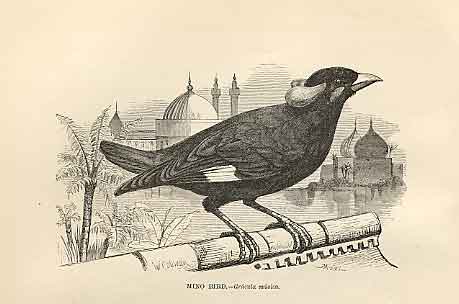 Original Old Antique Print Mino Bird 1862 Wood'S Natural History Birds 19th