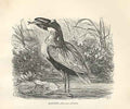 Original Old Antique Print Boat Bill 1862 Wood'S Natural History Bird Engraving