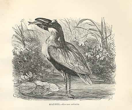 Original Old Antique Print Boat Bill 1862 Wood'S Natural History Bird Engraving