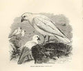 Original Old Antique Print White Sheath Bill 1862 Wood'S Natural History Birds