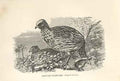 Original Old Antique Print Sanguine Francolin 1862 Wood'S Natural History Birds