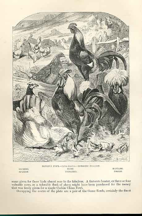 Original Old Antique Print Domestic Poultry 1862 Wood'S Natural History Birds