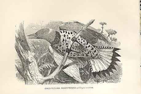 Original Old Antique Print GWinged Woodpecker 1862 Bird Engraving Victorian