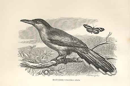 Original Old Antique Print Rain Bird 1862 Wood'S Natural History Birds 19th