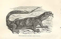 Original Old Antique Print White Throated Regenia 1862 Wood'S Natural History