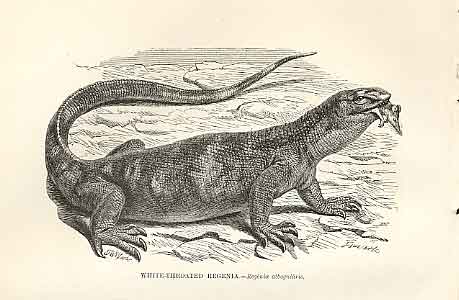 Original Old Antique Print White Throated Regenia 1862 Wood'S Natural History