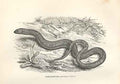 Original Old Antique Print Scheltopusic 1862 Wood'S Natural History Lizard 19th