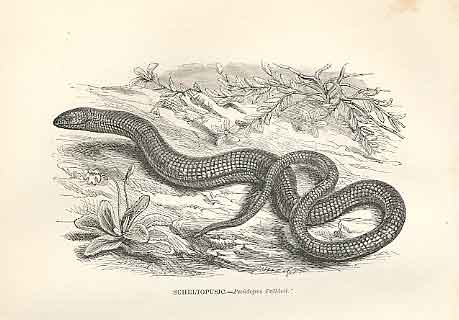 Original Old Antique Print Scheltopusic 1862 Wood'S Natural History Lizard 19th