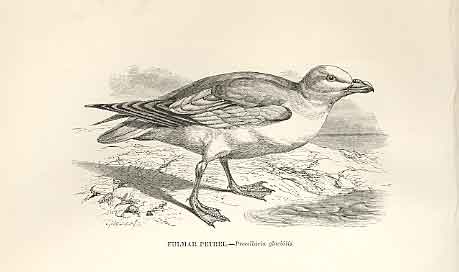 Original Old Antique Print Fulmar Petrel 1862 Wood'S Natural History Birds 19th