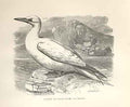 Old Antique Print Gannet Or Sloan Goose 1862 Wood'S Natural History Birds 19th