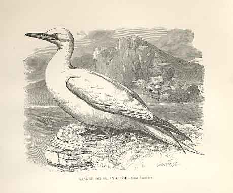 Old Antique Print Gannet Or Sloan Goose 1862 Wood'S Natural History Birds 19th