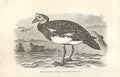 Original Old Antique Print Spur Wing Goose 1862 Wood'S Natural History Birds