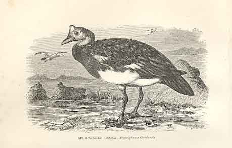 Original Old Antique Print Spur Wing Goose 1862 Wood'S Natural History Birds