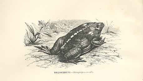 Old Antique Print Rhinophryne 1862 Wood'S Natural History Engraving Frog 19th
