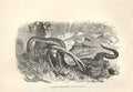 Original Old Antique Print Karoo Bokadam 1862 Wood'S Natural History Snakes