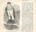 Old Antique Print Jean Le Blanc Eagle 1862 Wood'S Natural History Birds 19th
