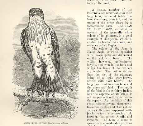 Old Antique Print Jean Le Blanc Eagle 1862 Wood'S Natural History Birds 19th