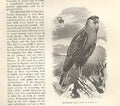 Original Old Antique Print Brazillian Kite 1862 Wood'S Natural History Birds