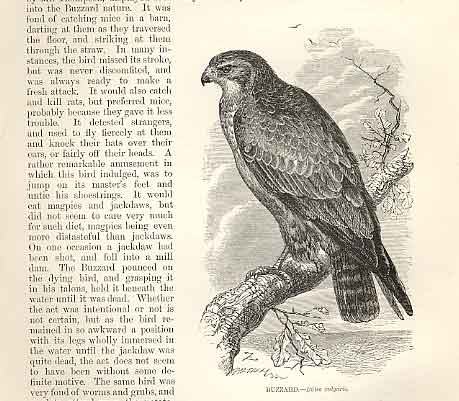 Original Old Antique Print Buzzard 1862 Wood'S Natural History Bird Engraving