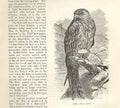 Original Old Antique Print Kite 1862 Wood'S Natural History Bird Engraving 19th