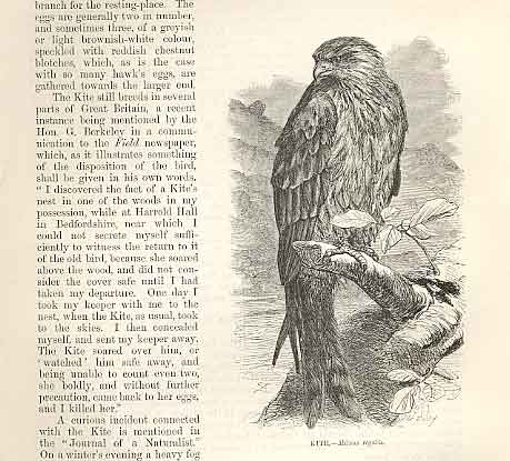 Original Old Antique Print Kite 1862 Wood'S Natural History Bird Engraving 19th