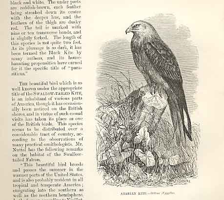 Original Old Antique Print Arabian Kite 1862 Wood'S Natural History Birds 19th
