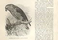 Old Antique Print Crook Billed Falcon 1862 Wood'S Natural History Birds 19th