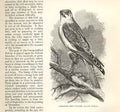Old Antique Print Cream Bellied Falcon 1862 Wood'S Natural History Birds 19th