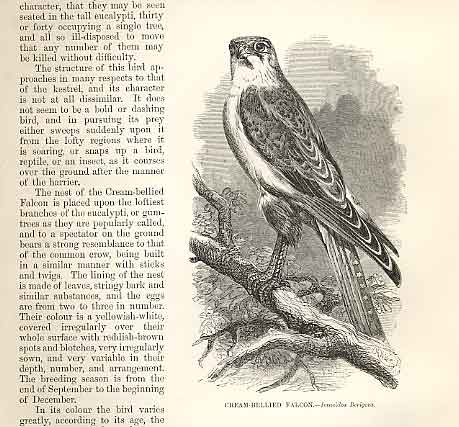 Old Antique Print Cream Bellied Falcon 1862 Wood'S Natural History Birds 19th
